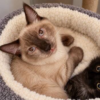Rainier -  Burmese Cat for Adoption in Calimesa, California - Rainier | PetCurious