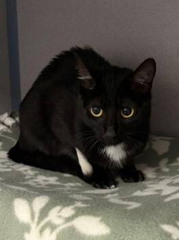 Star -  Domestic Short Hair Cat Available for Adoption in Alexandria, Virginia - Star | PetCurious