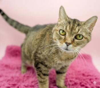 Dixie - SPONSORED -  Domestic Short Hair Cat for Adoption in Bowling Green, Kentucky - Dixie - SPONSORED | PetCurious