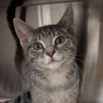 Domestic Short Hair Cats Available for Adoption - Gatsby (Grey Grey) | PetCurious