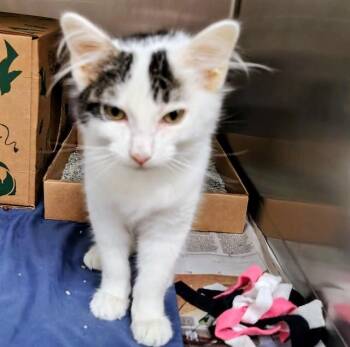 MARBLE -  Domestic Medium Hair Cat for Adoption in St. Louis, Missouri - MARBLE | PetCurious