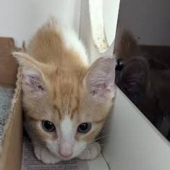 Caleb -  Domestic Short Hair Cat for Adoption in Jeffersonville, Indiana - Caleb | PetCurious