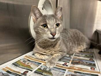 Domestic Short Hair Cats Available for Adoption - HARRISON FORD | PetCurious