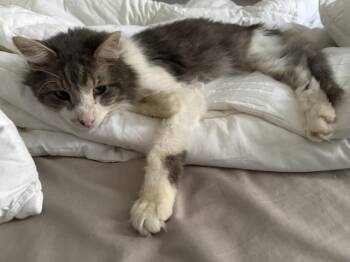 Malcolm -  Domestic Long Hair Cat for Adoption in Chicago, Illinois - Malcolm | PetCurious
