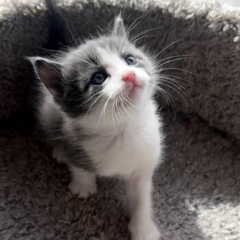 Tommy -  Domestic Short Hair Cat for Adoption in Ferndale, Washington - Tommy | PetCurious