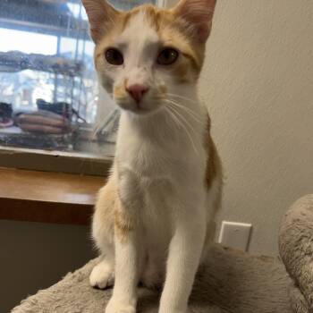 Rescue Domestic Short Hair Cats for Adoption in Spencer, Iowa - Konrad | PetCurious