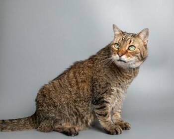 Domestic Short Hair Cats Available for Adoption in Longmont, Colorado - Zuko | PetCurious