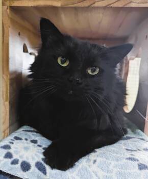 Rescue Domestic Long Hair Cats for Adoption in Prescott, Arizona - DEMI | PetCurious