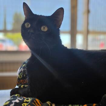 Sweet Pea -  Domestic Short Hair Cat for Adoption in Medford, Oregon - Sweet Pea | PetCurious