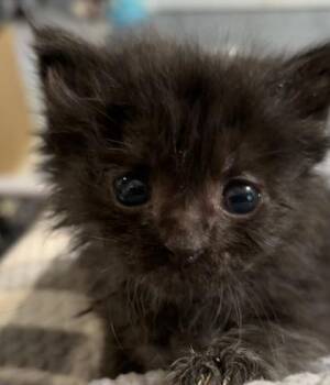 Hei Yin -  Domestic Short Hair Cat Available for Adoption in Lawrenceville, Georgia - Hei Yin | PetCurious