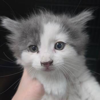 Crumpet -  Domestic Long Hair Cat for Adoption in Idaho Falls, Idaho - Crumpet | PetCurious
