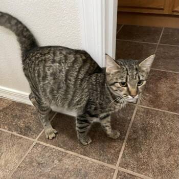 Cheyenne -  Domestic Short Hair Cat for Adoption in Las Vegas, Nevada - Cheyenne | PetCurious