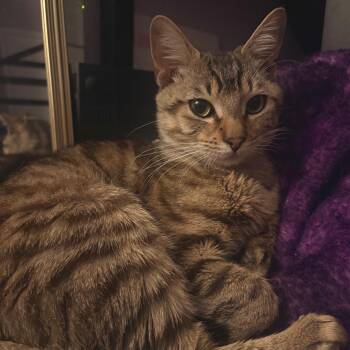 Domestic Short Hair Cats Available for Adoption in Fort Worth, Texas - Lincoln | PetCurious