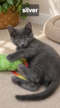 Silver -  Domestic Short Hair and Tabby Cat for Adoption - Silver | PetCurious