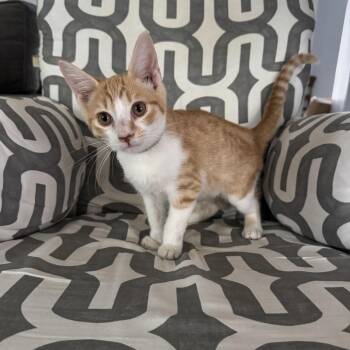 Thor -  Domestic Short Hair Cat for Adoption in Houston, Texas - Thor | PetCurious