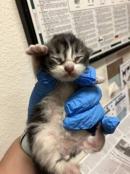 Domestic Short Hair Cats Available for Adoption in Long Beach, California - CHUCK NORRIS | PetCurious