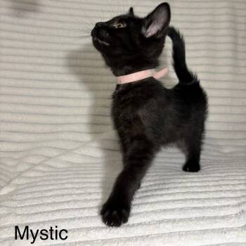 Mystic -  Domestic Short Hair Cat for Adoption in Normal, Illinois - Mystic | PetCurious