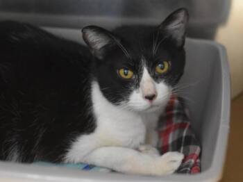 Island City -  Domestic Short Hair Cat for Adoption in Portland, Oregon - Island City | PetCurious