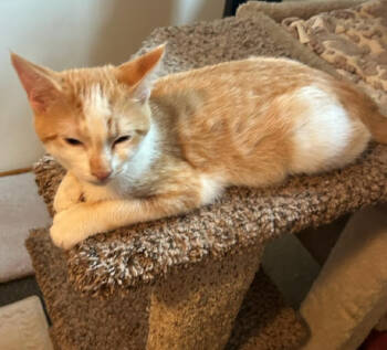 Rescue Domestic Short Hair Cats for Adoption in St. Cloud, Minnesota - Rambo | PetCurious