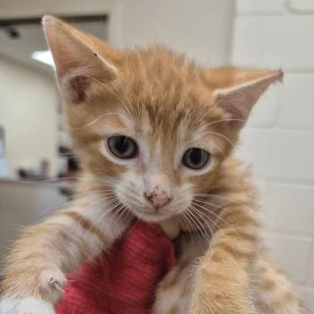 SCFL-Stray-66914 -  Domestic Short Hair Cat for Adoption in Lake Panasoffkee, Florida - SCFL-Stray-66914 | PetCurious