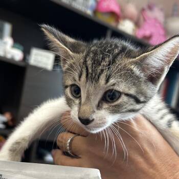 Domestic Short Hair Cats Available for Adoption in Salt Lake City, Utah - Jalapeno | PetCurious