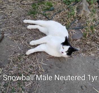 Domestic Short Hair Cats Available for Adoption - Snowball  | PetCurious