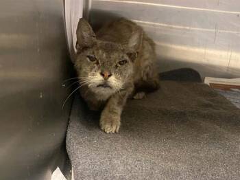 CHARTREUX -  Domestic Short Hair Cat for Adoption in Tustin, California - CHARTREUX | PetCurious