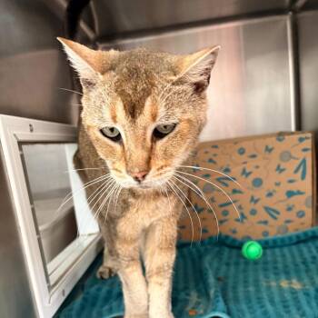 Serrano -  Domestic Short Hair Cat for Adoption in Goleta, California - Serrano | PetCurious