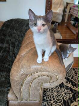 Sugar Plum -  Domestic Short Hair Cat for Adoption in Overland Park, Kansas - Sugar Plum | PetCurious