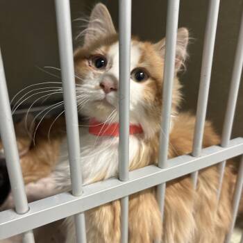 Domestic Long Hair Cats Available for Adoption - Biggy | PetCurious