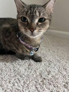 Sarabi -  Domestic Short Hair Cat for Adoption in Mount Pleasant, South Carolina - Sarabi | PetCurious
