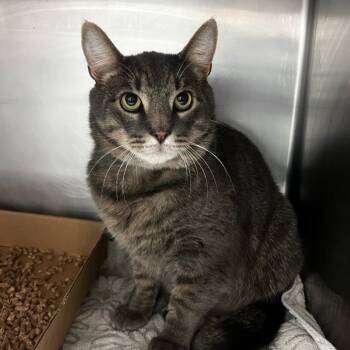 Rescue Domestic Short Hair Cats for Adoption in Newark, New Jersey - Baby Baby | PetCurious