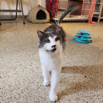 Jedediah -  Domestic Long Hair Cat for Adoption in Los Angeles, California - Jedediah | PetCurious