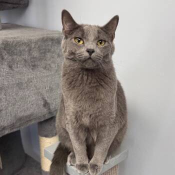 Smudge -  Domestic Short Hair Cat for Adoption in Zimmerman, Minnesota - Smudge | PetCurious