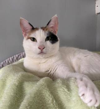 Patches -  Domestic Short Hair Cat for Adoption in Hampton, Virginia - Patches | PetCurious
