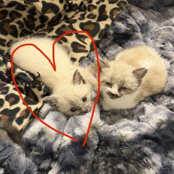 Teddy Ruxbon -  Domestic Short Hair Cat for Adoption in Dallas, Texas - Teddy Ruxbon | PetCurious