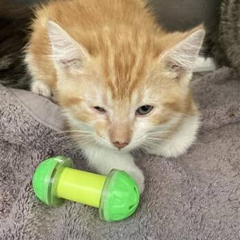 East -  Domestic Short Hair Cat for Adoption in Long Beach, California - East | PetCurious