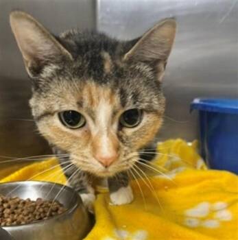 JAMMY -  Domestic Short Hair Cat for Adoption in Anchorage, Alaska - JAMMY | PetCurious