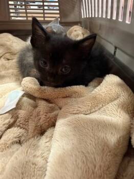 JACKIE -  Domestic Short Hair Cat for Adoption in Louisville, Kentucky - JACKIE | PetCurious