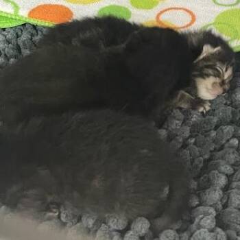 0738-C26 -  Domestic Short Hair Cat for Adoption in Port Charlotte, Florida - 0738-C26 | PetCurious