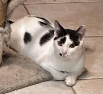 Rescue Domestic Short Hair Cats for Adoption - Arthur | PetCurious