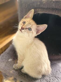 Tommy -  Domestic Short Hair and Siamese Cat for Adoption in New Washoe City, Nevada - Tommy | PetCurious