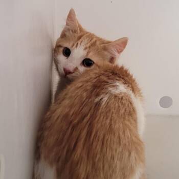 Jam -  American Shorthair Cat for Adoption in Salt Lake City, Utah - Jam | PetCurious