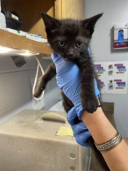 GHOST -  Domestic Medium Hair Cat for Adoption in Tallahassee, Florida - GHOST | PetCurious