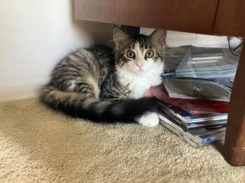 Milo -  Domestic Medium Hair Cat for Adoption in Wheaton, Illinois - Milo | PetCurious