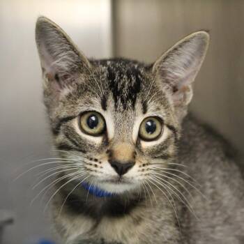 Inda -  Domestic Short Hair Cat for Adoption in Auburn, Alabama - Inda | PetCurious