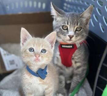 Domestic Short Hair and Tabby Cats Available for Adoption in Larkfield-wikiup, California - Rigatoni | PetCurious