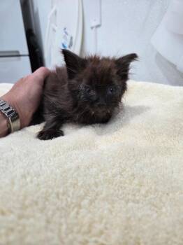 Moses -  Domestic Long Hair Cat for Adoption in Brookings, Oregon - Moses | PetCurious