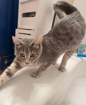Rescue Domestic Short Hair Cats for Adoption in Mokena, Illinois - Babe | PetCurious