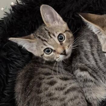 Spidey -  Domestic Short Hair Cat for Adoption in Pleasanton, California - Spidey | PetCurious